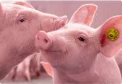 Twee biggen met gele oormerken die aan elkaar snuffelen.
