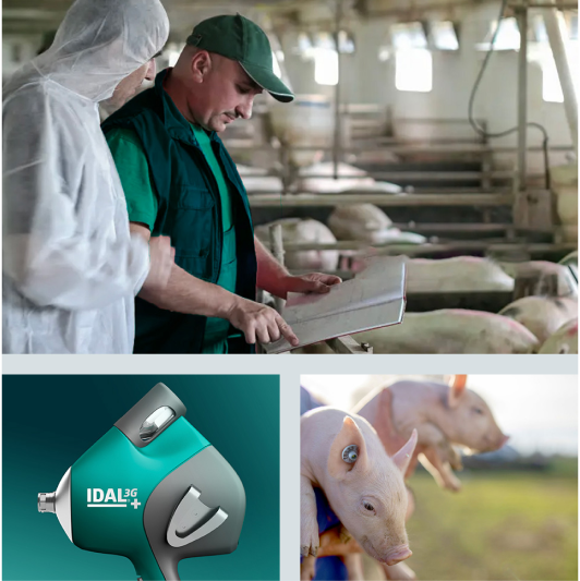 3 afbeeldingen: twee mannen die een boerderij inspecteren, een IDAL 3G-apparaat en twee biggen vastgehouden door handen.

