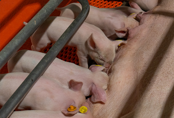 Biggen geven geen kik en zijn veel rustiger